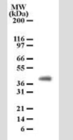 Invitrogen PGRP-1b Monoclonal Antibody (186C426) 100 &mu;g; Unconjugated:Antibodies,