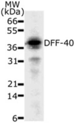 Invitrogen DFFB Monoclonal Antibody (36A349) 100 &mu;g; Unconjugated:Antibodies,