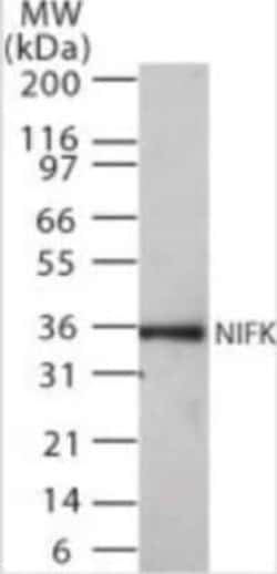 Invitrogen NIFK Monoclonal Antibody (18E148) 100 &mu;g; Unconjugated:Antibodies,