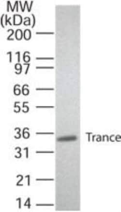 Invitrogen CD254 (RANK Ligand) Monoclonal Antibody (12A668) 100 &mu;g | Buy Online | Invitrogen&trade; | Fisher Scientific