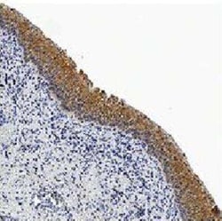 Invitrogen pro-Caspase 3 Monoclonal Antibody (31A893) 100 &mu;g; Unconjugated:Antibodies,