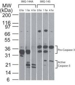 Invitrogen pro-Caspase 3 Monoclonal Antibody (31A893) 100 &mu;g; Unconjugated:Antibodies,