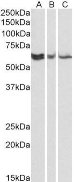 Invitrogen RAP1 Monoclonal Antibody (78B356.1) 100 &mu;g; Unconjugated:Antibodies,