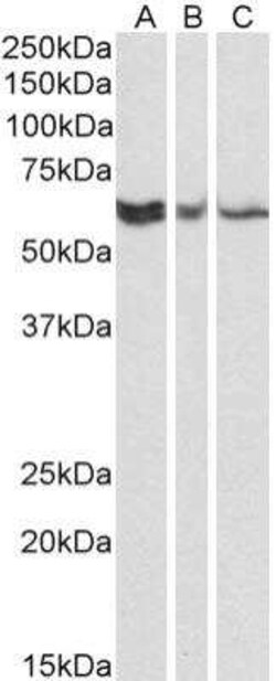 Invitrogen RAP1 Monoclonal Antibody (78B356.1) 100 &mu;g | Buy Online | Invitrogen&trade; | Fisher Scientific