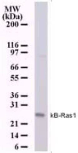 Invitrogen KappaB ras1 Monoclonal Antibody (184C278) 100 &mu;g; Unconjugated:Antibodies,