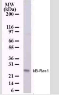 Invitrogen KappaB ras1 Monoclonal Antibody (184C278) 100 &mu;g; Unconjugated:Antibodies,
