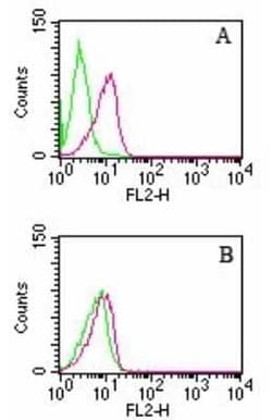 Invitrogen D4-GDI Monoclonal Antibody (10D774) 100 &mu;g; Unconjugated:Antibodies,