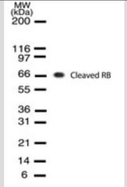 Invitrogen Rb (Cleaved DRb-p70) Monoclonal Antibody (172C1094) 100 &mu;g;