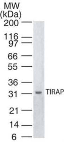 Invitrogen TIRAP Monoclonal Antibody (20D1055.1) 200 &mu;L; Unconjugated:Antibodies,