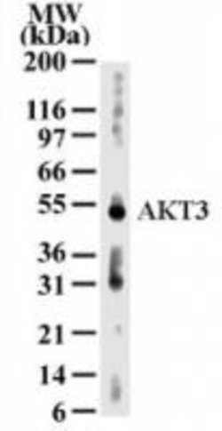 Invitrogen AKT3 Monoclonal Antibody (66C1247.1) 100 &mu;g; Unconjugated:Antibodies,