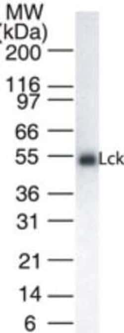 Invitrogen LCK Monoclonal Antibody (33D196) 200 &mu;L; Unconjugated:Antibodies,