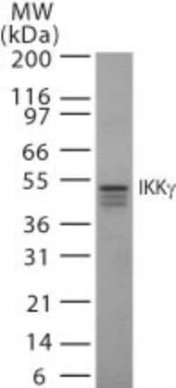 Invitrogen IKK gamma Monoclonal Antibody (46B844) 100 &mu;g; Unconjugated:Antibodies,