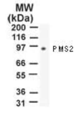 Invitrogen PMS2 Monoclonal Antibody (163C1251) 100 &mu;g | Buy Online | Invitrogen&trade; | Fisher Scientific