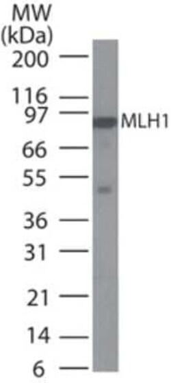 Invitrogen MLH1 Monoclonal Antibody (164C819) 100 &mu;g; Unconjugated:Antibodies,