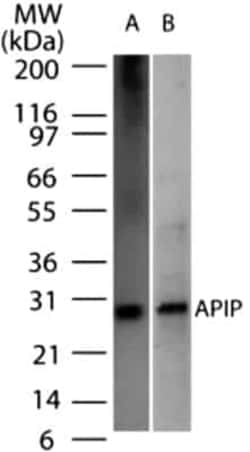 Invitrogen APIP Monoclonal Antibody (19F461) 100 &mu;g; Unconjugated:Antikörper