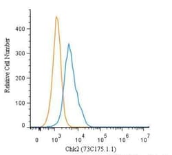 Invitrogen CHK2 Monoclonal Antibody (73C175.1.1) 100 &mu;g | Buy Online | Invitrogen&trade; | Fisher Scientific