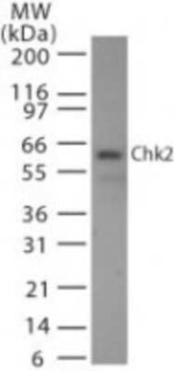 Invitrogen CHK2 Monoclonal Antibody (73C175.1.1) 100 &mu;g | Buy Online | Invitrogen&trade; | Fisher Scientific
