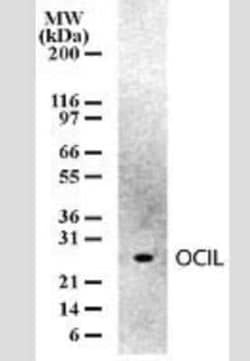Invitrogen CLEC2D Monoclonal Antibody (166C1309) 100 &mu;g; Unconjugated:Antibodies,