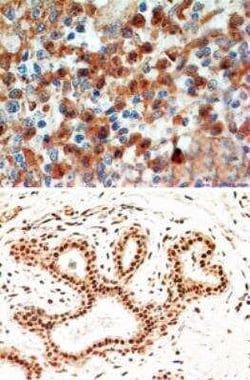 Invitrogen Caspase 8 Monoclonal Antibody (90A992) 100 &mu;g | Buy Online | Invitrogen&trade; | Fisher Scientific