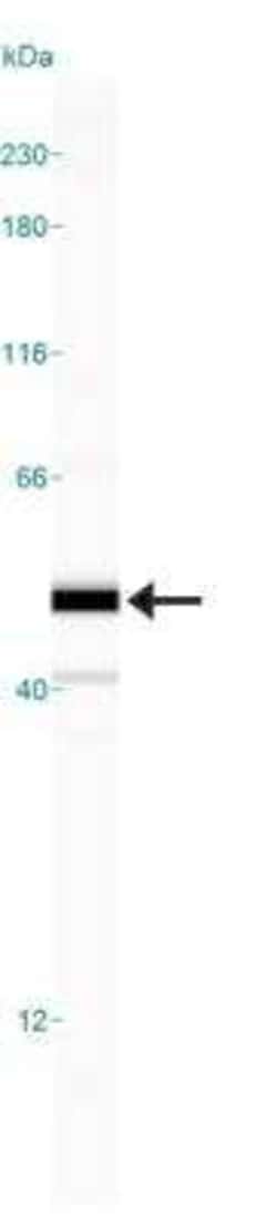Invitrogen Caspase 8 Monoclonal Antibody (90A992) 100 &mu;g | Buy Online | Invitrogen&trade; | Fisher Scientific