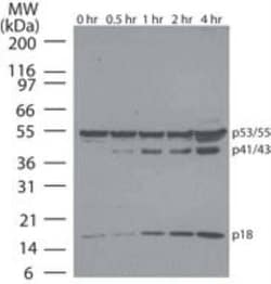 Invitrogen Caspase 8 Monoclonal Antibody (90A992) 100 &mu;g | Buy Online | Invitrogen&trade; | Fisher Scientific