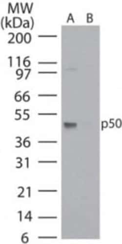 Invitrogen NFkB p50 Monoclonal Antibody (2J10D7) 100 &mu;g; Unconjugated:Antibodies,