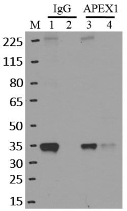 Invitrogen APE1 Monoclonal Antibody (13B 8E5C2) 100 &mu;L; Unconjugated:Antibodies,
