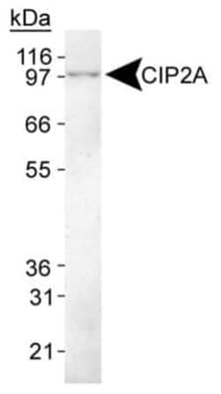 Invitrogen CIP2A Monoclonal Antibody (2G10) 100 &mu;L | Buy Online | Invitrogen&trade; | Fisher Scientific