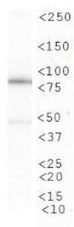 Invitrogen CIP2A Monoclonal Antibody (2G10) 100 &mu;L | Buy Online | Invitrogen&trade; | Fisher Scientific