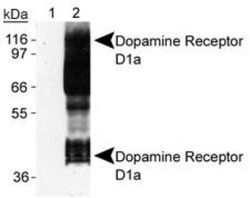 DRD1 Monoclonal Antibody (SG2-D1a), Invitrogen 100 &mu;L; Unconjugated:Antibodies,