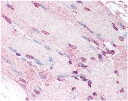 Invitrogen Defensin 5 Monoclonal Antibody (8C8) 100 &mu;L; Unconjugated:Antibodies,