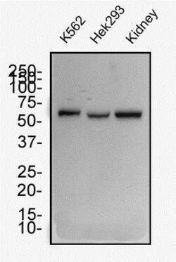 Invitrogen WT1 Monoclonal Antibody (6F-H2) 100 &mu;L; Unconjugated:Antibodies,