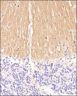 Invitrogen CD171 Monoclonal Antibody (UJ127.11) 100 &mu;g; Unconjugated:Antibodies,