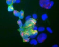 Invitrogen PGP9.5 Monoclonal Antibody (BH7) 100 &mu;L; Unconjugated:Antibodies,
