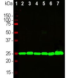 Invitrogen PGP9.5 Monoclonal Antibody (BH7) 100 &mu;L; Unconjugated:Antibodies,