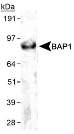 Invitrogen BAP1 Monoclonal Antibody (1G8) 100 &mu;L; Unconjugated:Antibodies