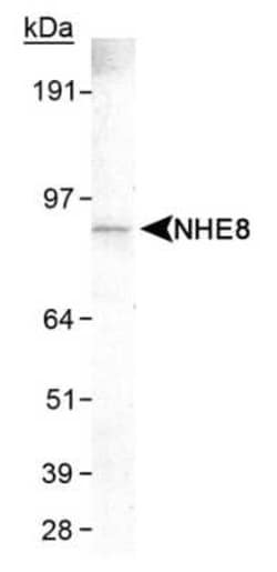Invitrogen SLC9A8 Monoclonal Antibody (7A11) 100 &mu;L; Unconjugated:Antibodies,