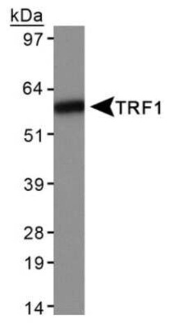Invitrogen TRF1 Monoclonal Antibody (57-6) 100 &mu;L; Unconjugated:Antibodies,