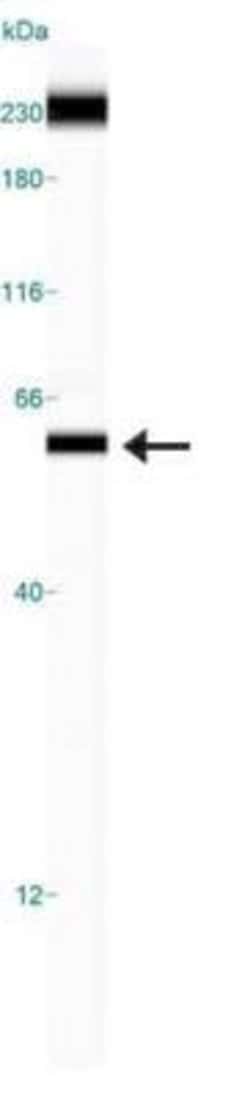 Invitrogen TRF1 Monoclonal Antibody (57-6) 100 &mu;L; Unconjugated:Antibodies,