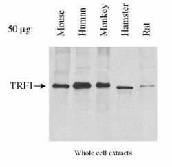 Invitrogen TRF1 Monoclonal Antibody (57-6) 100 &mu;L; Unconjugated:Antibodies,