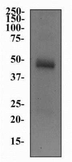 Invitrogen SLC5A7 Monoclonal Antibody (62-2E8) 100 &mu;L | Buy Online | Invitrogen&trade; | Fisher Scientific
