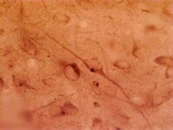 Invitrogen HAP1 Monoclonal Antibody (1B6) 100 &mu;L; Unconjugated:Antibodies,