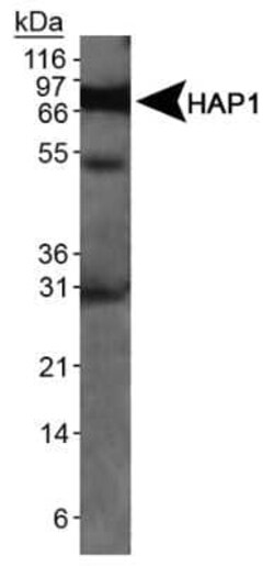 Invitrogen HAP1 Monoclonal Antibody (1B6) 100 &mu;L | Buy Online | Invitrogen&trade; | Fisher Scientific