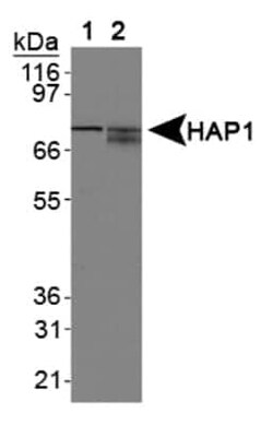 Invitrogen HAP1 Monoclonal Antibody (1B6) 100 &mu;L | Buy Online | Invitrogen&trade; | Fisher Scientific