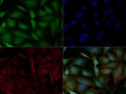 Invitrogen STRN3 Monoclonal Antibody (S68) 100 &mu;L | Buy Online | Invitrogen&trade; | Fisher Scientific