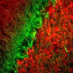 Invitrogen alpha Internexin Monoclonal Antibody (1D2) 100 &mu;L; Unconjugated:Antibodies,