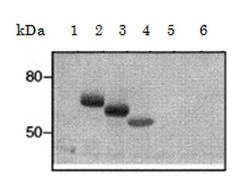 Invitrogen FceR1 alpha Monoclonal Antibody (CRA2 (AER24)) 100 &mu;g; Unconjugated:Antibodies,