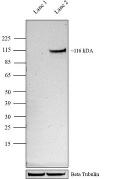 HIF-1 alpha Monoclonal Antibody (Mgc3), APC, eBioscience , Invitrogen:Antibodies:Primary