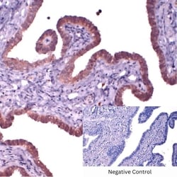 Invitrogen Cytokeratin 3 Monoclonal Antibody (AE5) 100 &mu;L | Buy Online | Invitrogen&trade; | Fisher Scientific