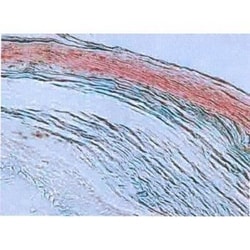 Invitrogen Hair Cortex Cytokeratin Monoclonal Antibody (AE13) 100 &mu;L;